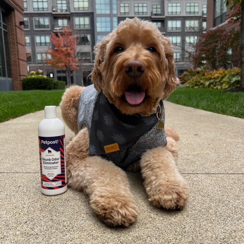 Petpost uso regular para perros y gatos: champú suave para limpieza segura.