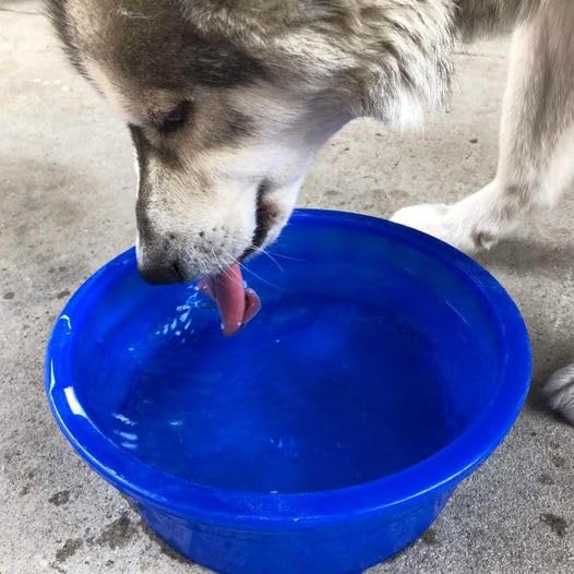 Van Ness tazón Crock jumbo transparente, fiable para comida y agua de perros grandes.