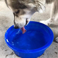 Van Ness tazón Crock jumbo transparente, fiable para comida y agua de perros grandes.