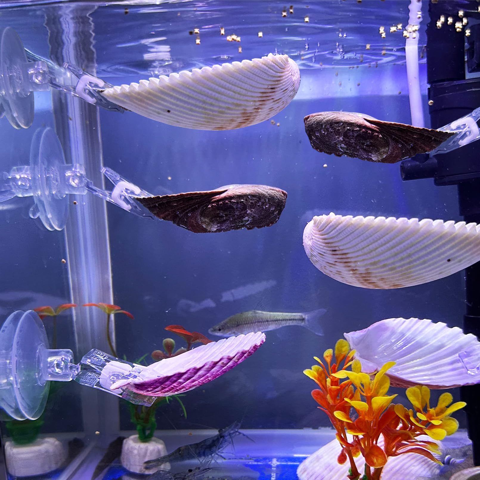 Hamaca VCEPJH Betta con ventosas: descanso estable para bettas en el acuario
