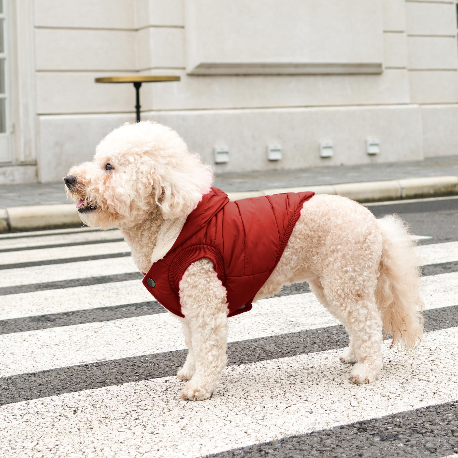 Talla M para perros pequeños, guía de pecho.