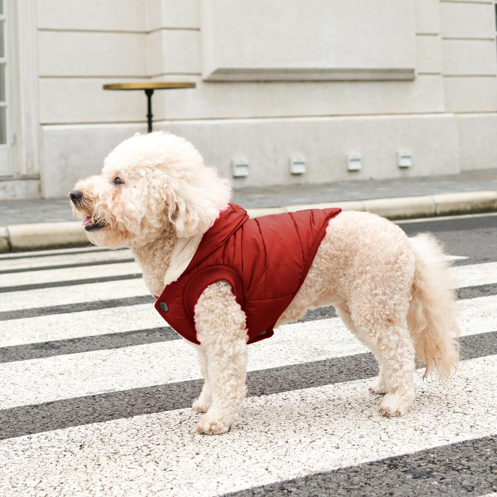 Talla M para perros pequeños, guía de pecho.