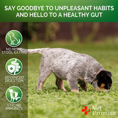 Vet Promise No Poo masticables, ingredientes naturales sin azúcar ni OGM para perros.