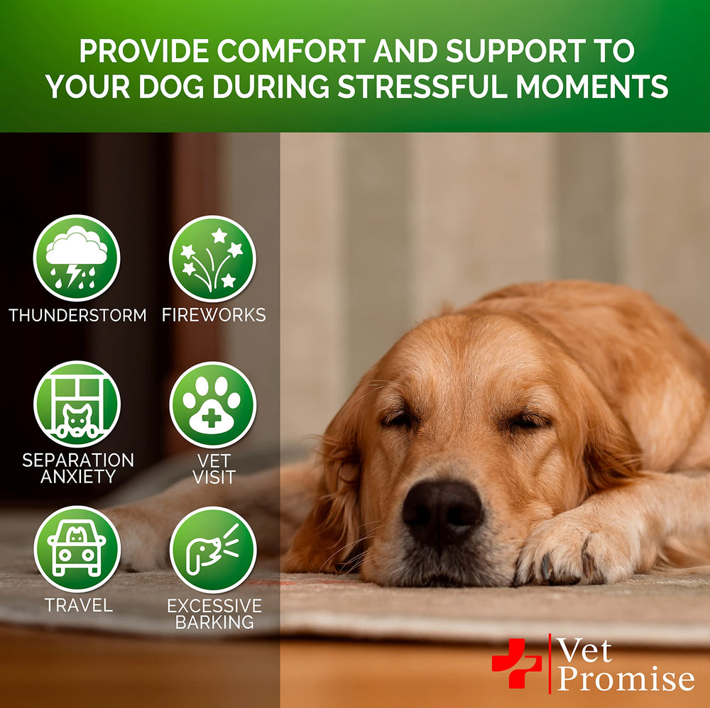 Vet Promise perro relajado tras paseo gracias a las gomitas calmantes