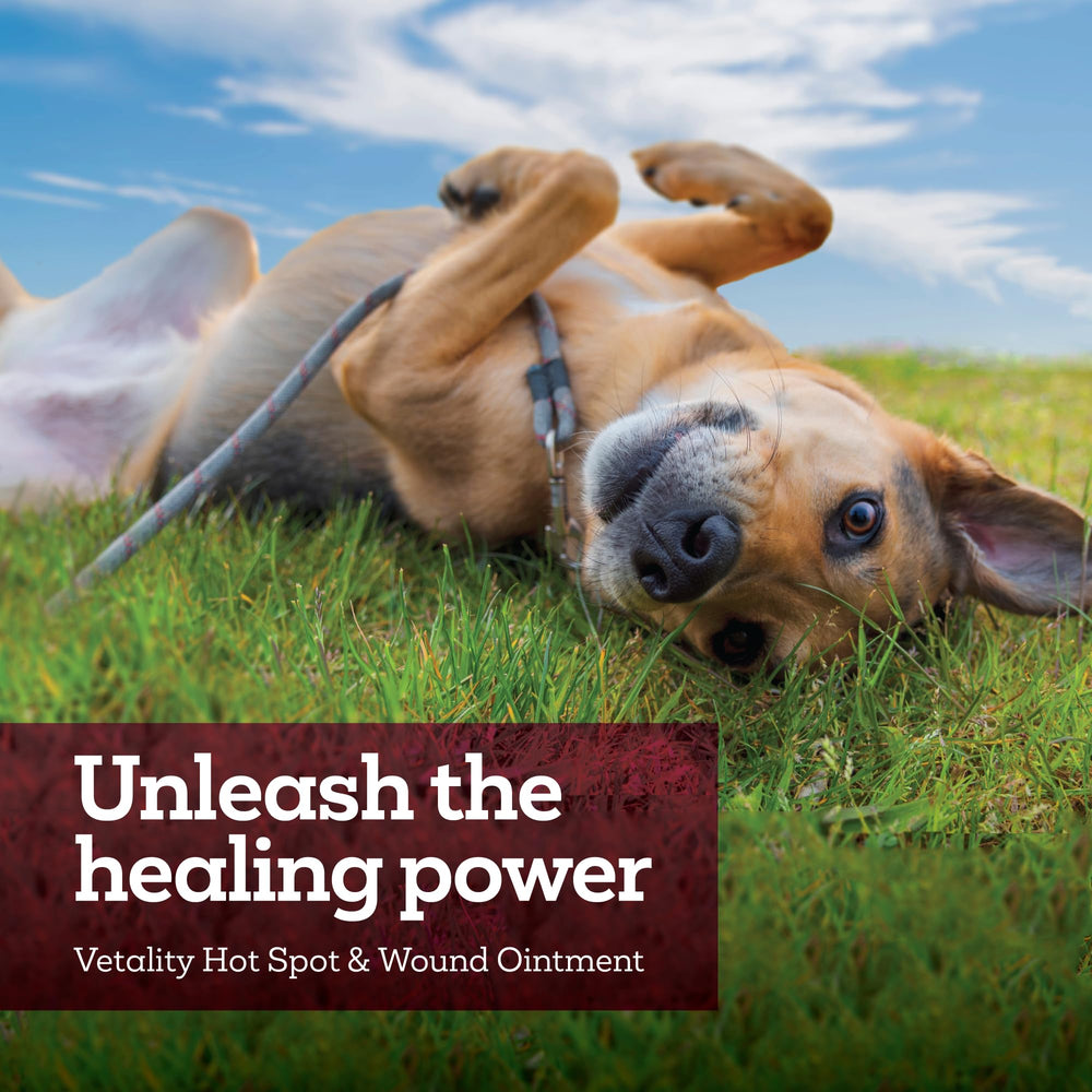 Cuidado diario para mascotas con Vetality: higiene de piel irritada facilitada
