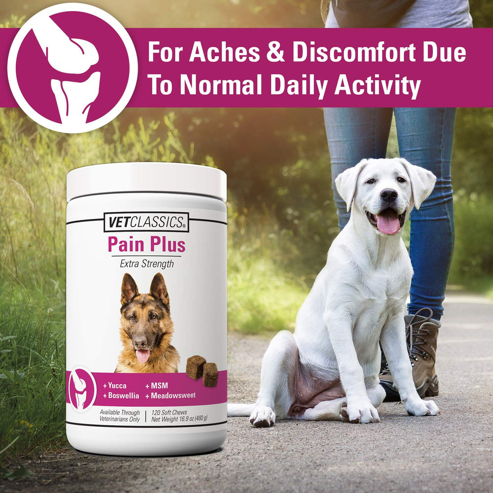 Perro activo al aire libre, listo para ejercicio con Pain Plus.