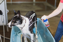 Aplicación rociada de FoamCare para un baño rápido y cómodo.