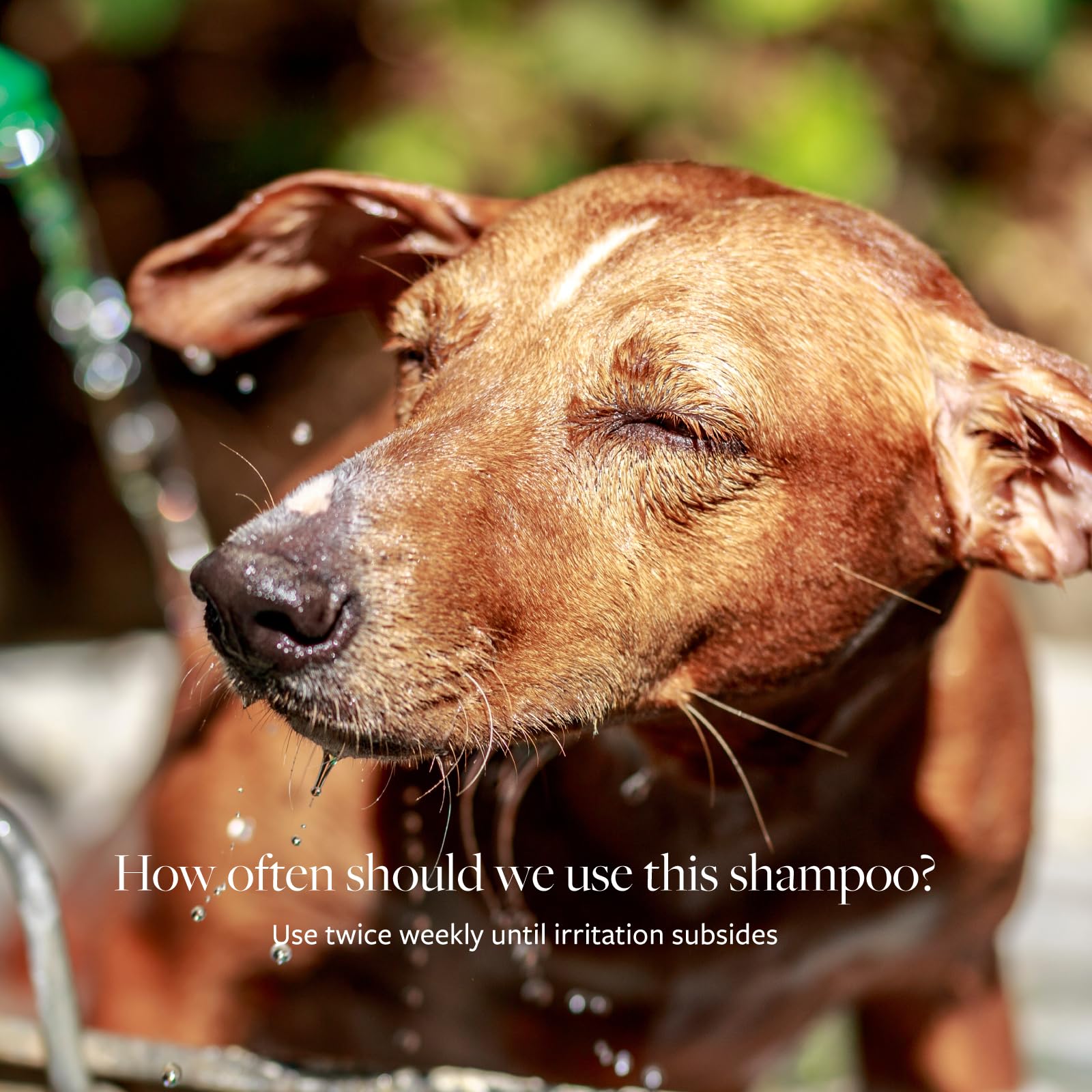 Pelaje brillante y limpio tras cada lavado con Veterinary Formula Clinical Care