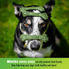 VetIQ Minties, textura dental única, puede ayudar a eliminar placa durante la masticación.