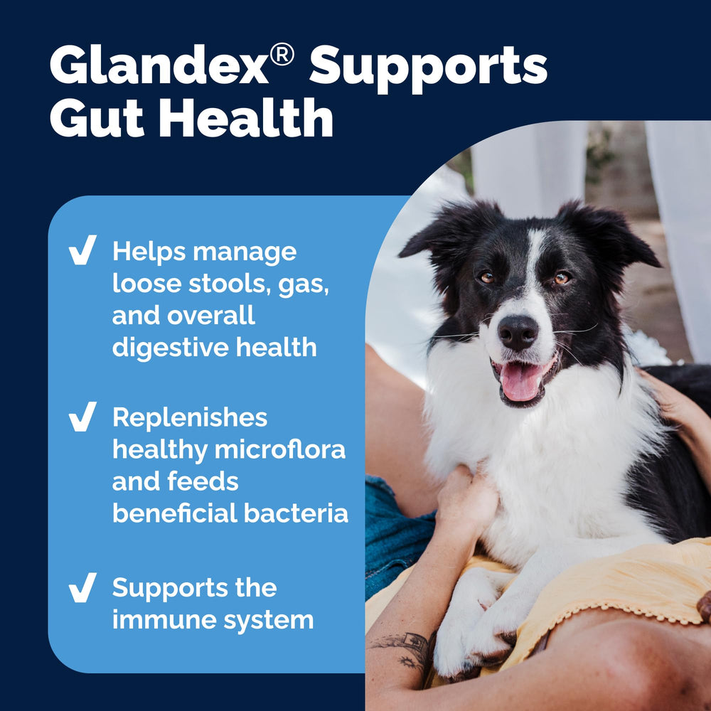 Recomendación veterinaria: Glandex para salud digestiva de perros.