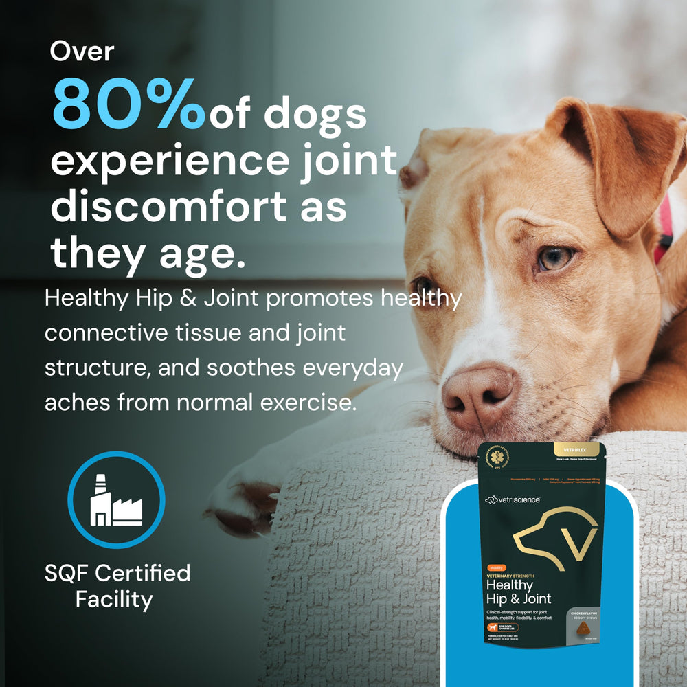 VETRISCIENCE cuidado articular para perros grandes en casa.