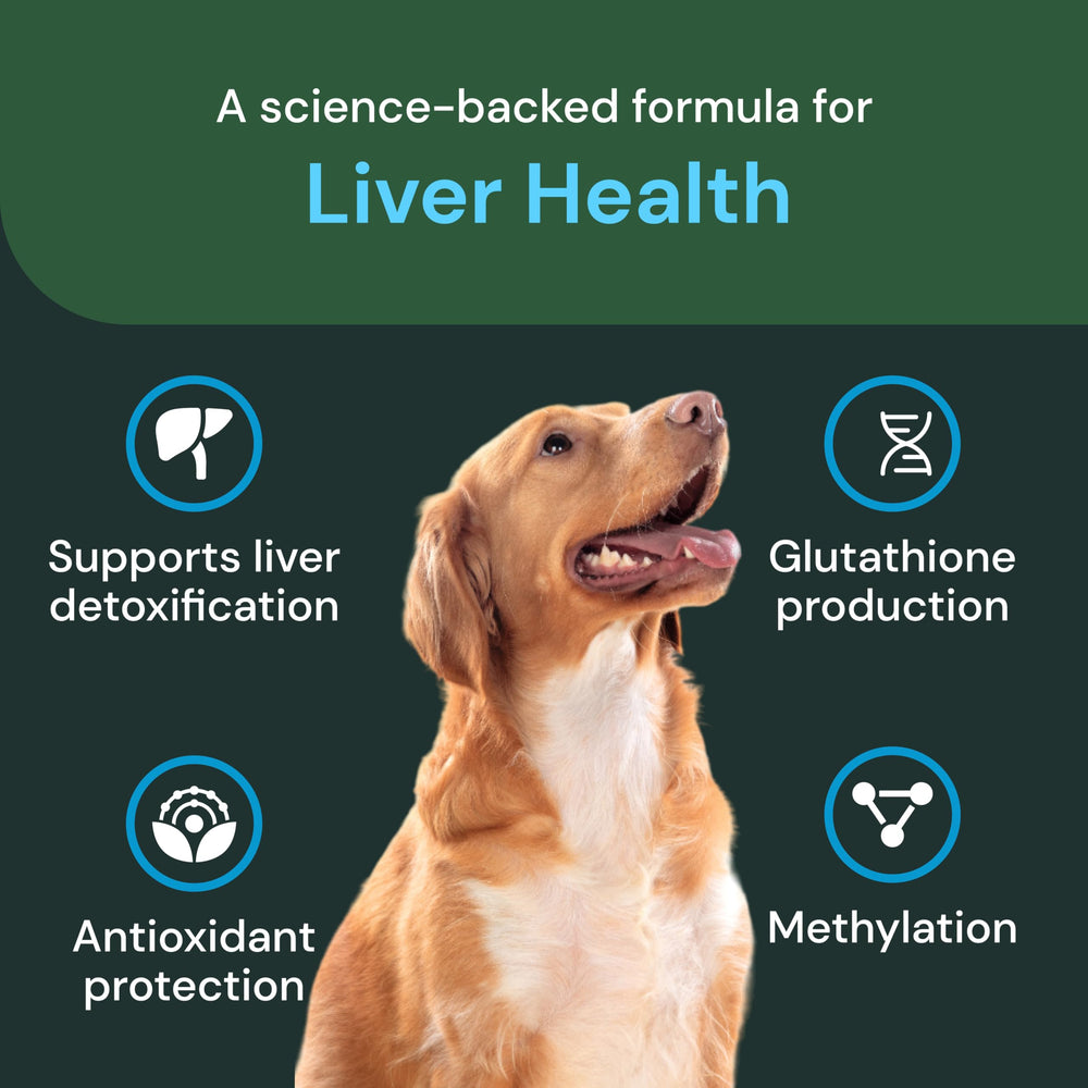 VetriScience inmunidad-canina: fortalecimiento del sistema inmune y apoyo hepático