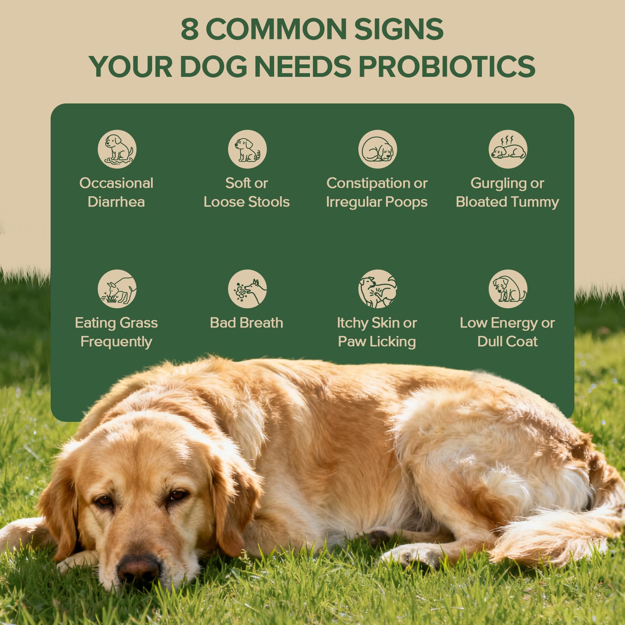 VientoSeek Probióticos para perros, soporte digestivo diario, complemento para la salud estomacal.