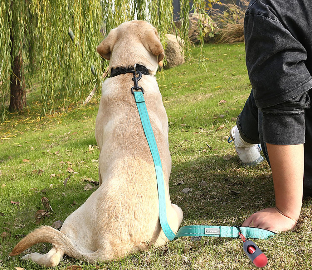 VIVAGLORY Dailyx opciones de tallas para distintos tamaños de perros