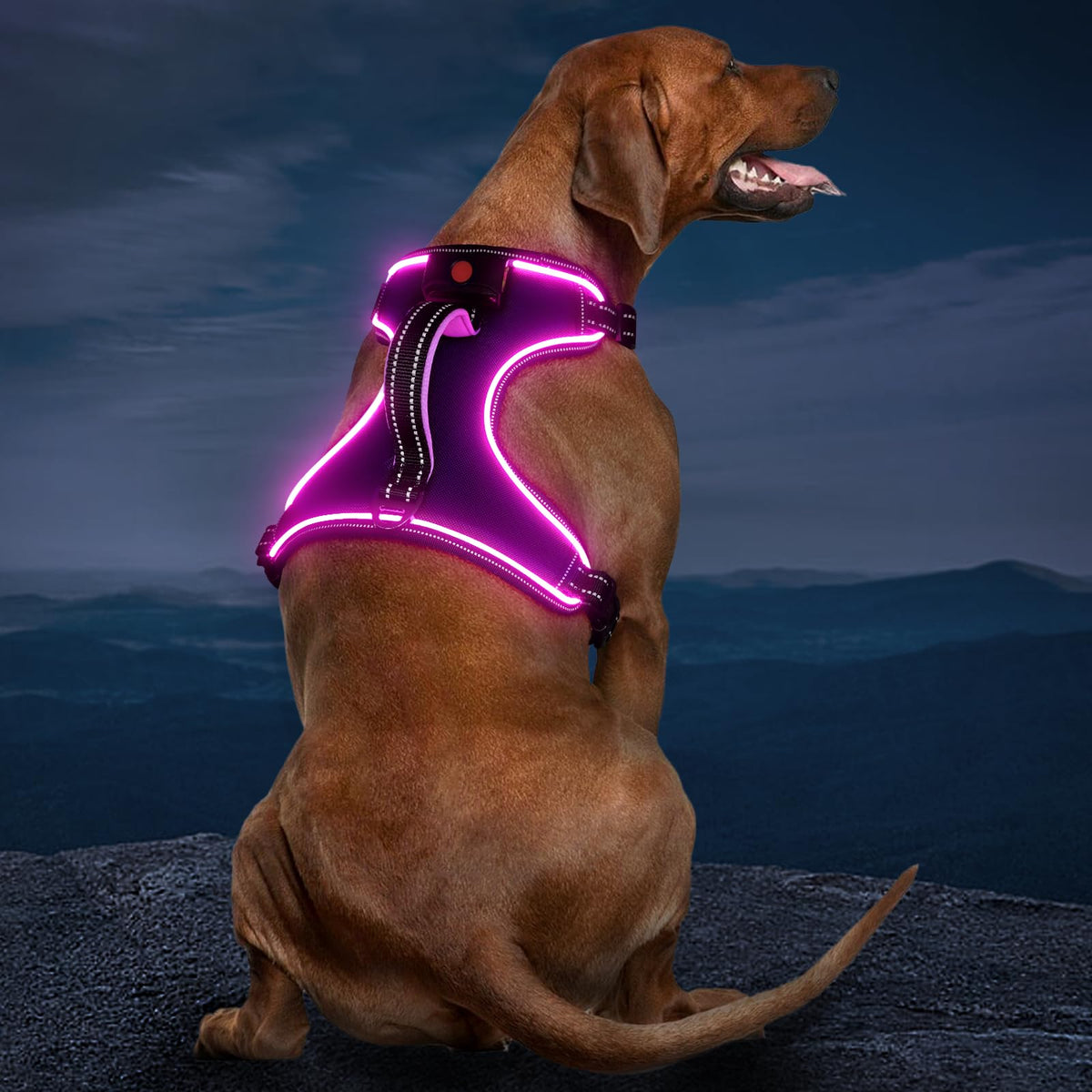 Vizbrite arnés perro LED iluminado ideal para paseos nocturnos seguros.