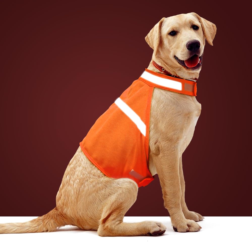 Chaqueta Vizbrite para perros, frente de alta visibilidad, ideal para paseos nocturnos seguros.