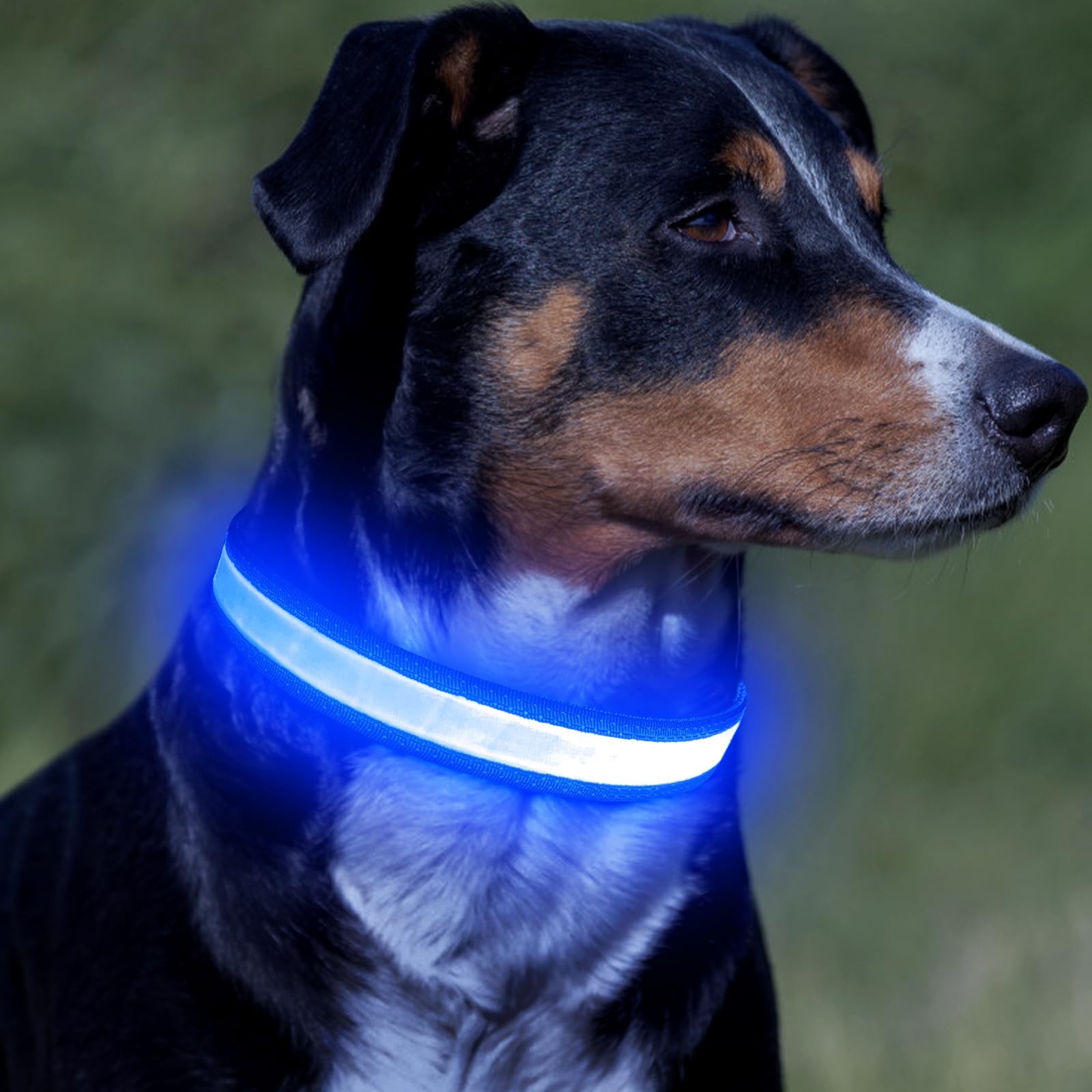 Vizpet collar con anillo en D para correa segura.