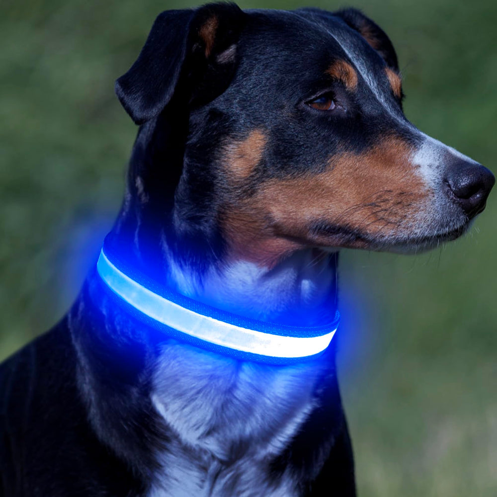 Vizpet collar con anillo en D para correa segura.