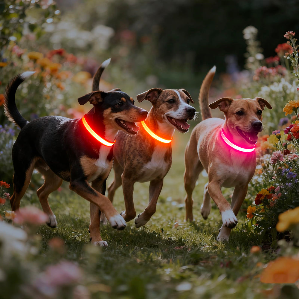Collar Vizpet LED mostrando tres modos de iluminación