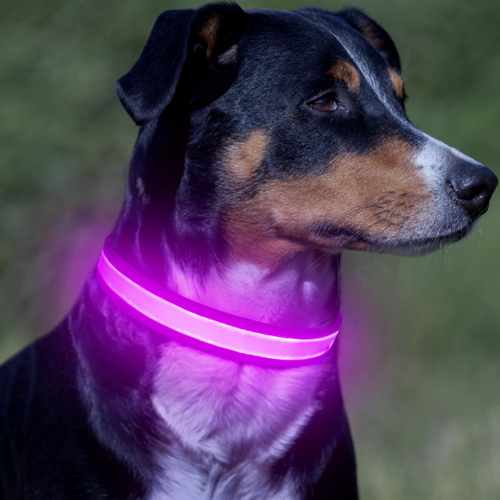 Paseos nocturnos con Vizpet collar LED, mayor visibilidad.