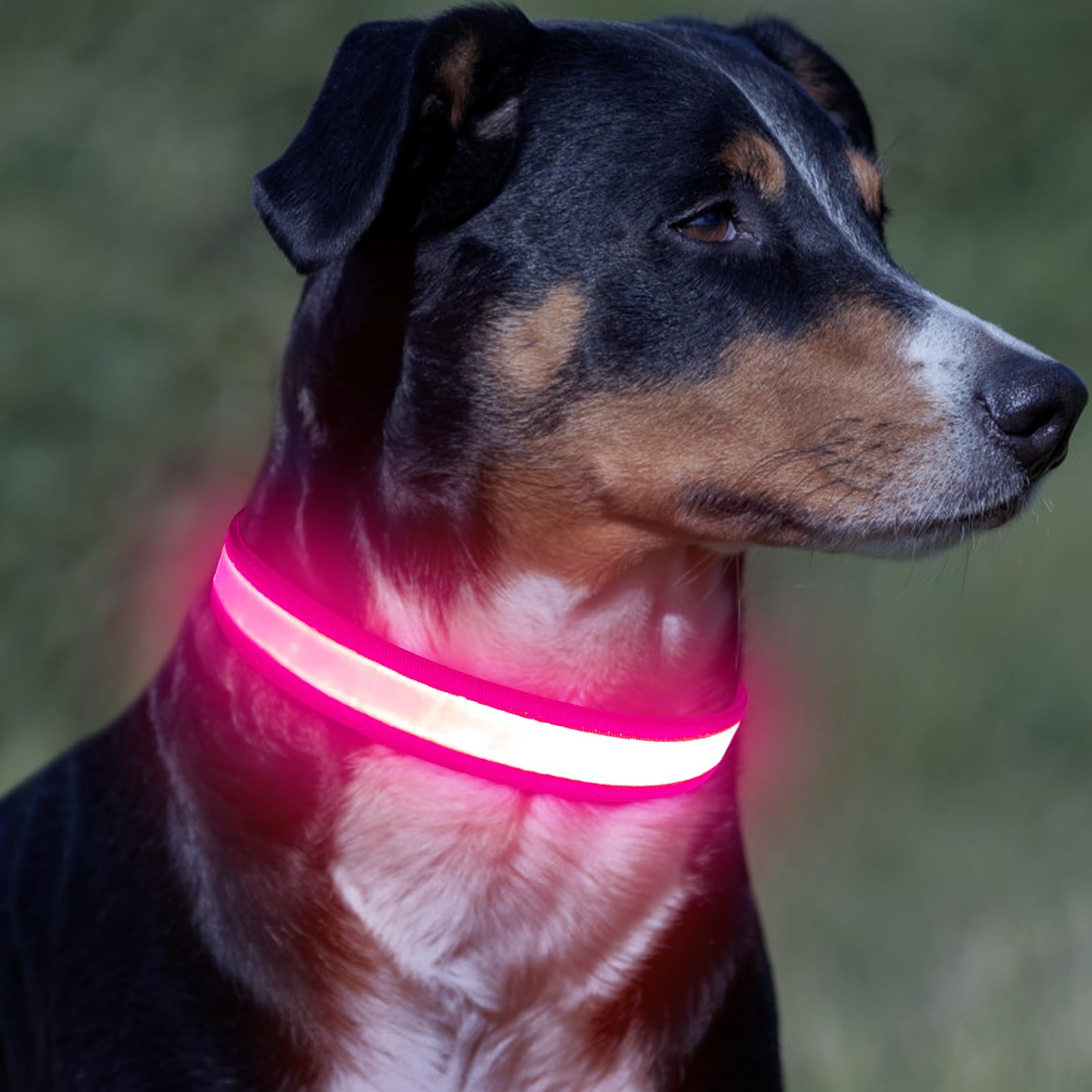 Vizpet collar LED ligero para uso diario y seguridad