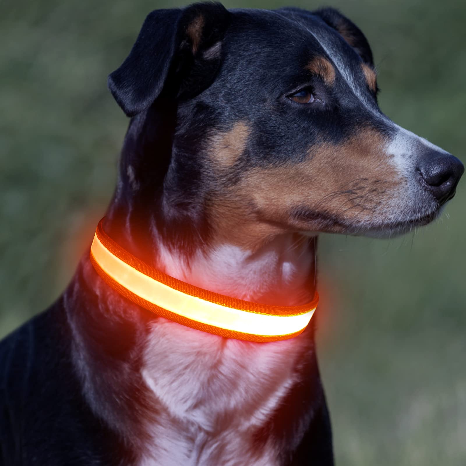 Vizpet collar LED con batería de larga duración para paseos nocturnos
