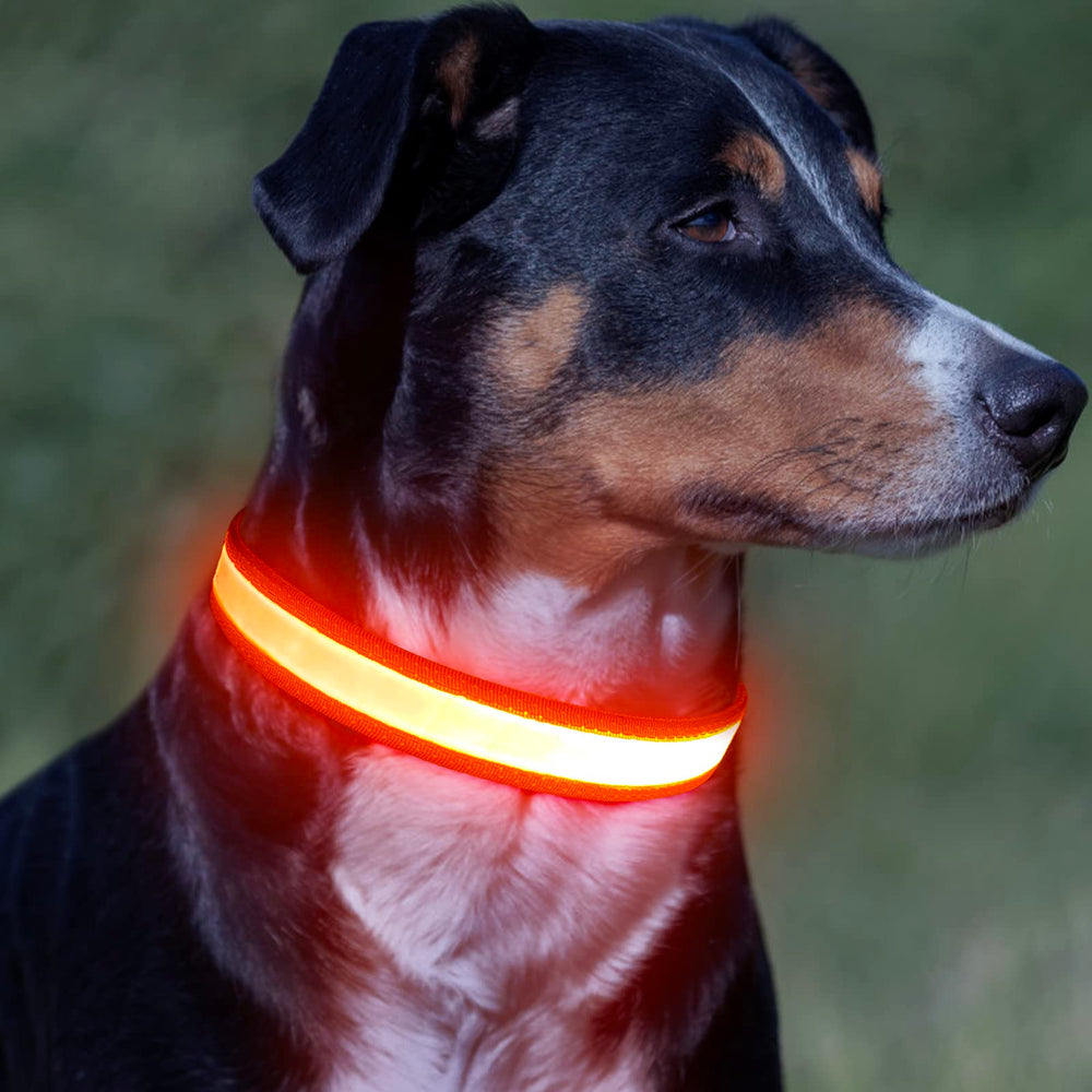 Vizpet collar LED con batería de larga duración para paseos nocturnos