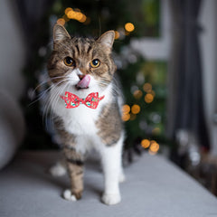 Collar VKPETFR ajustable 8-12 pulgadas, talla versátil para felinos