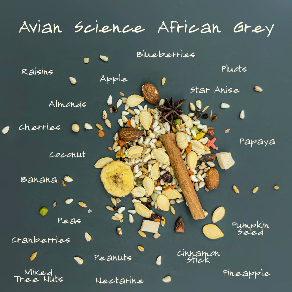 Volkman alimento loro gris africano: proceso triple limpieza para reducir polvo