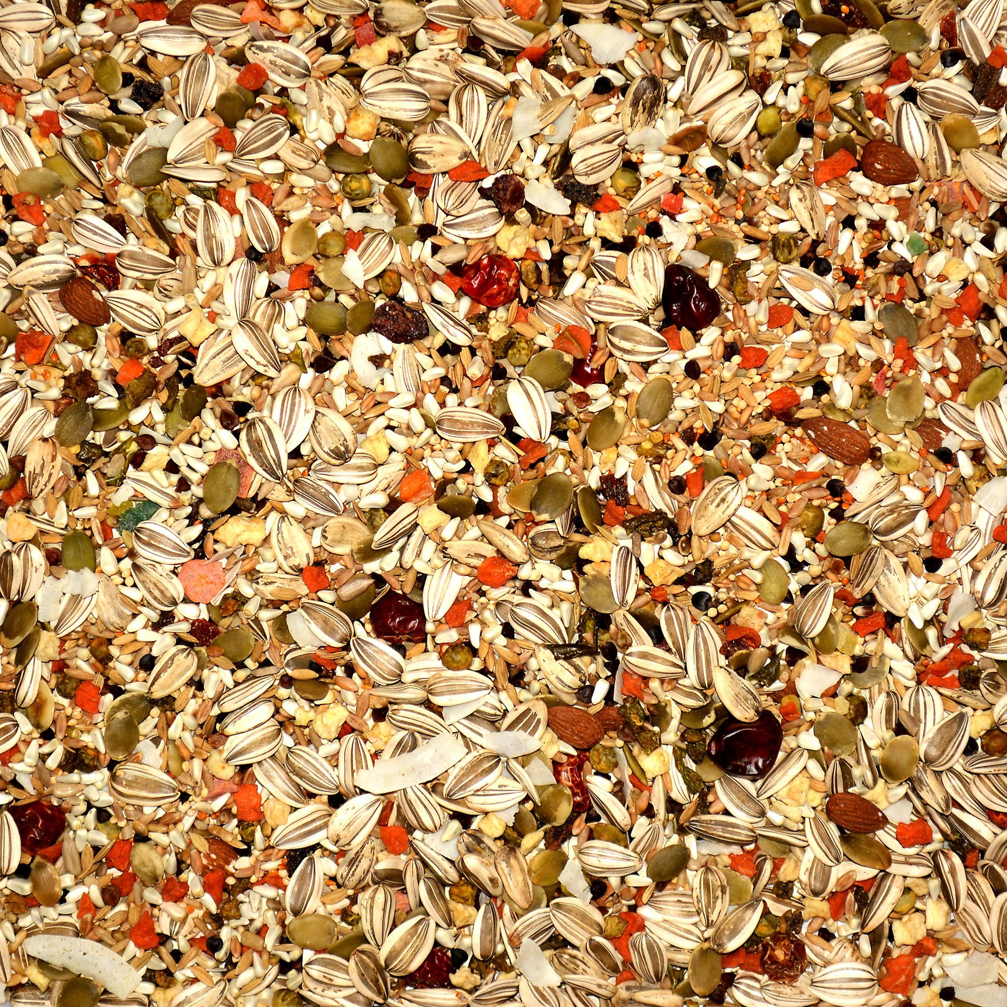 Volkman Eclectus, ave comiendo la mezcla, posible aporte de fibra y vitamina A