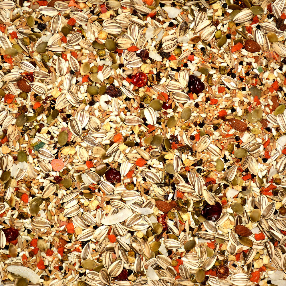 Volkman Eclectus, ave comiendo la mezcla, posible aporte de fibra y vitamina A