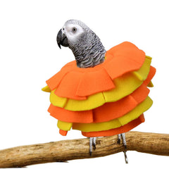 Collar vomvomp para loro gris africano de Congo, visto de frente, evita arrancar plumas.
