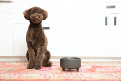 Tazón Waggo Uplift para perro mediano, 4 tazas, práctico y estable