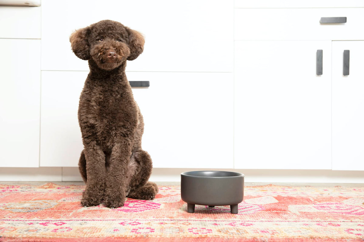 Waggo Uplift tazón cerámico para perros medianos, duradero y fácil de limpiar.