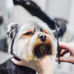 Kit profesional Wahl para mascotas: conjunto completo de grooming en casa