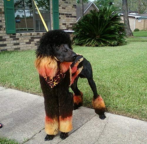 Warren London Critter Color naranja, fórmula segura para perros de 12+ semanas.