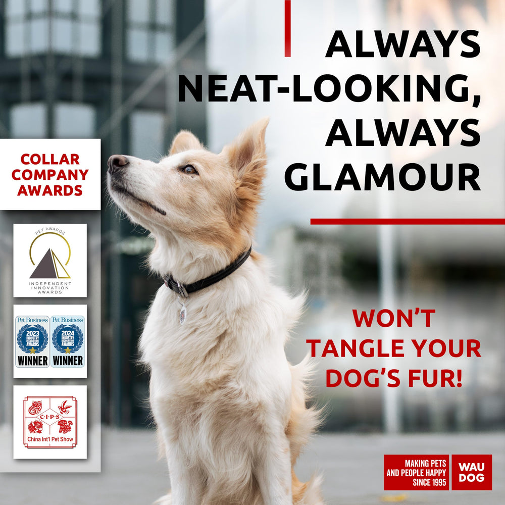 WAUDOG collar cuero rolado ajustable para perro pequeño y seguro