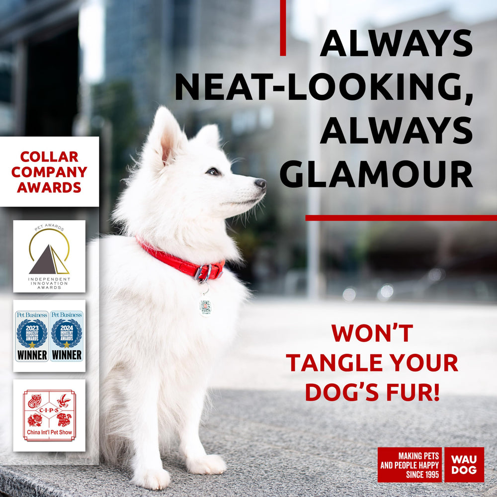 WAUDOG collar de cuero suave, cierre metálico, seguro para salidas al exterior