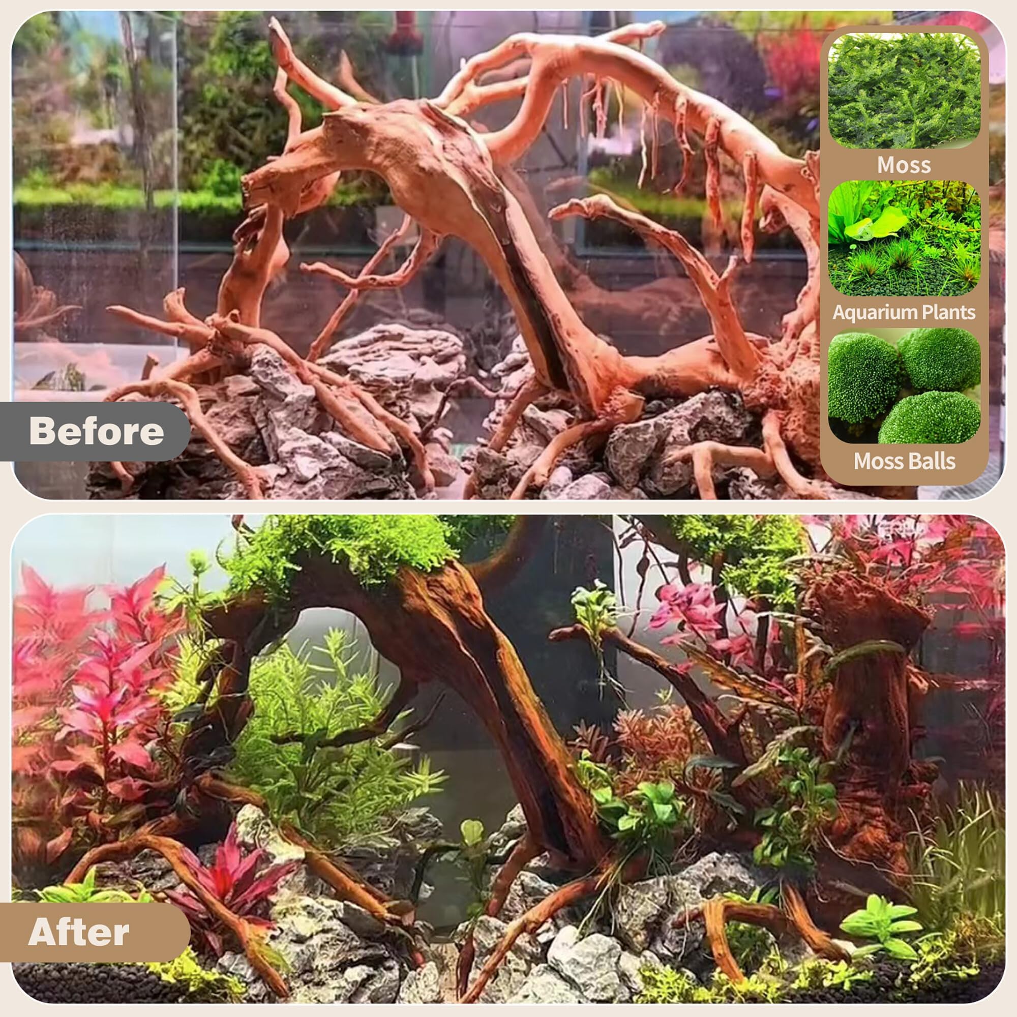 Decoración natural de ramas de madera araña para acuario