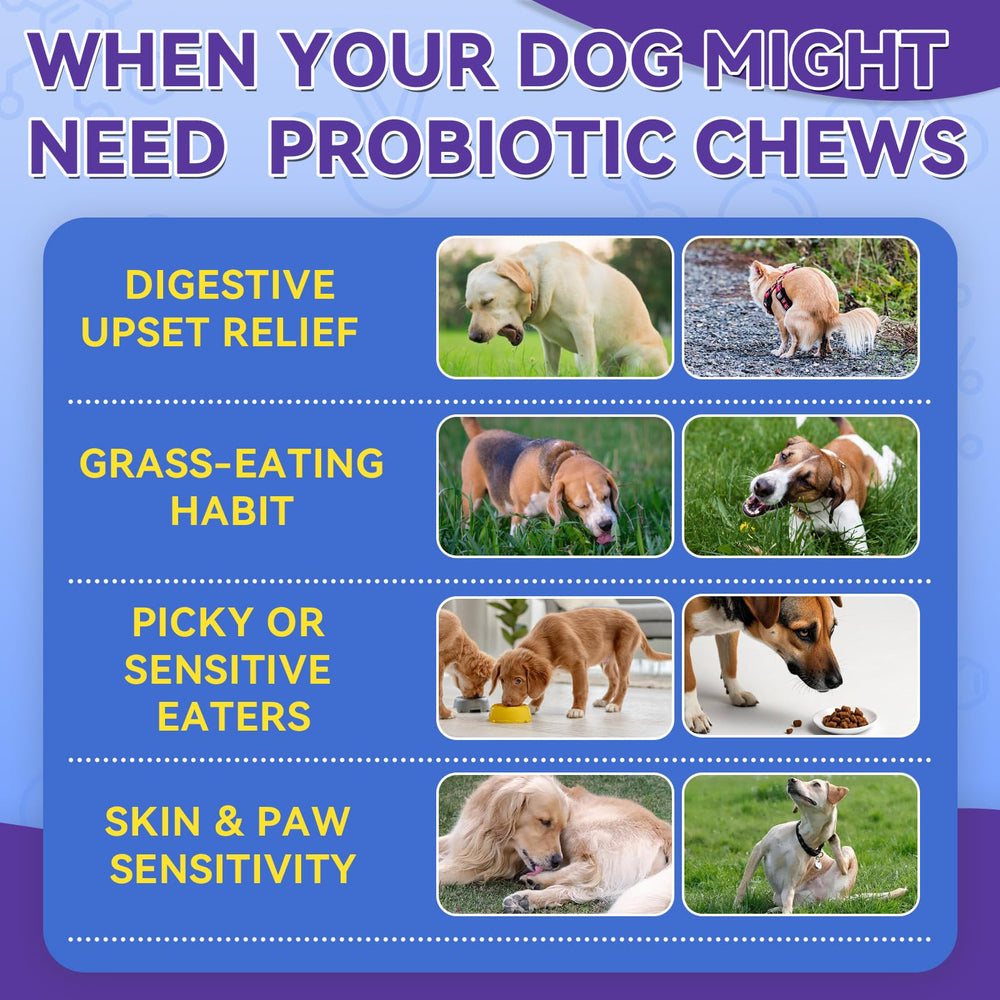 WEALLIN probióticos para perros con equilibrio digestivo y menos gases.