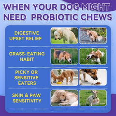 WEALLIN probióticos para perros con equilibrio digestivo y menos gases.