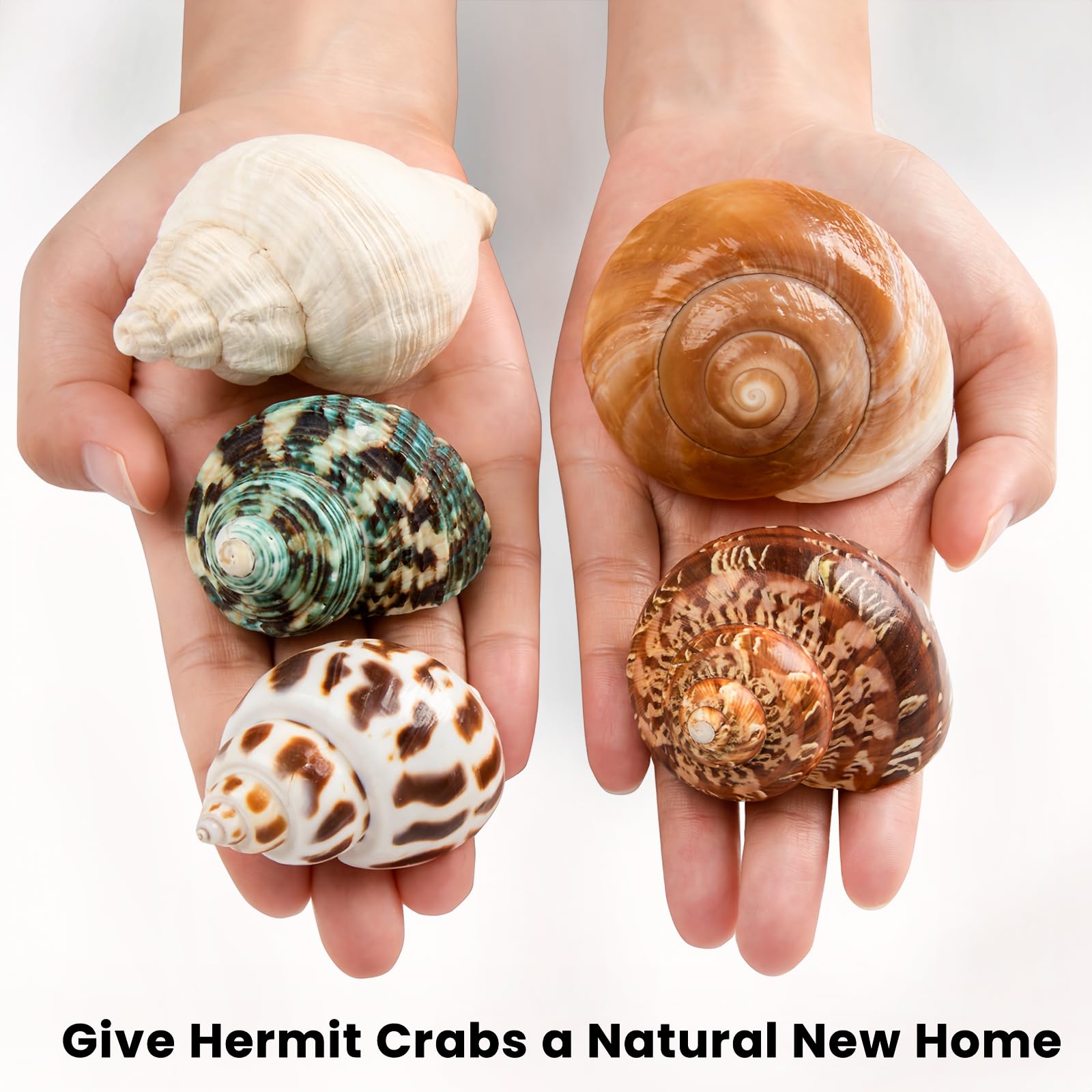 WeDoSoy conchas decorativas para playa; texturas naturales para proyectos de manualidades y decoración.