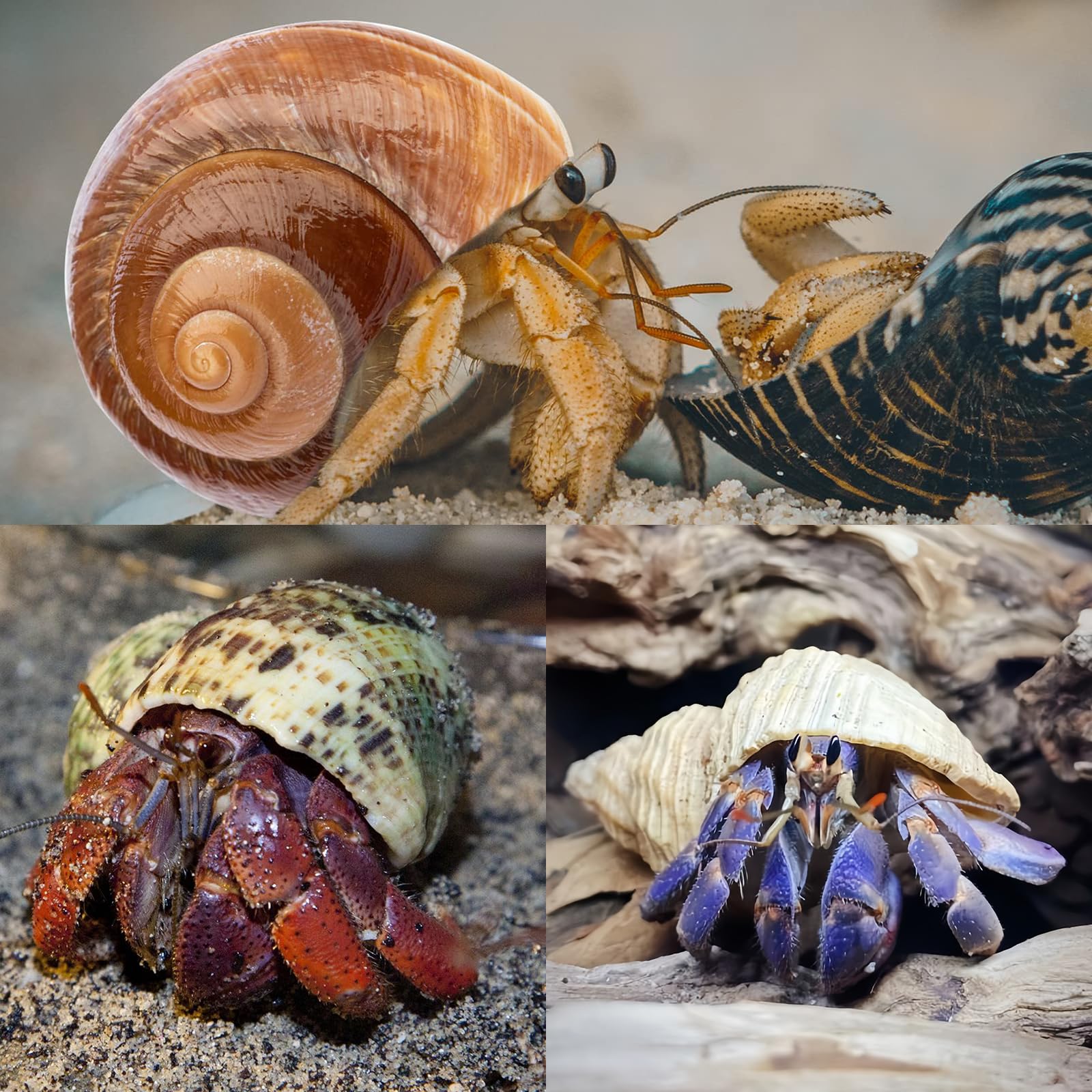 WeDoSoy conchas para hábitat de mascotas; complemento perfecto para display de playa y terrarios.