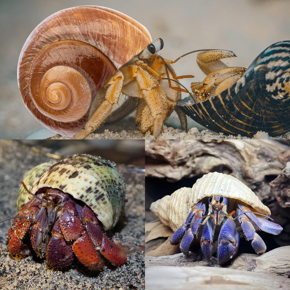 WeDoSoy conchas para hábitat de mascotas; complemento perfecto para display de playa y terrarios.