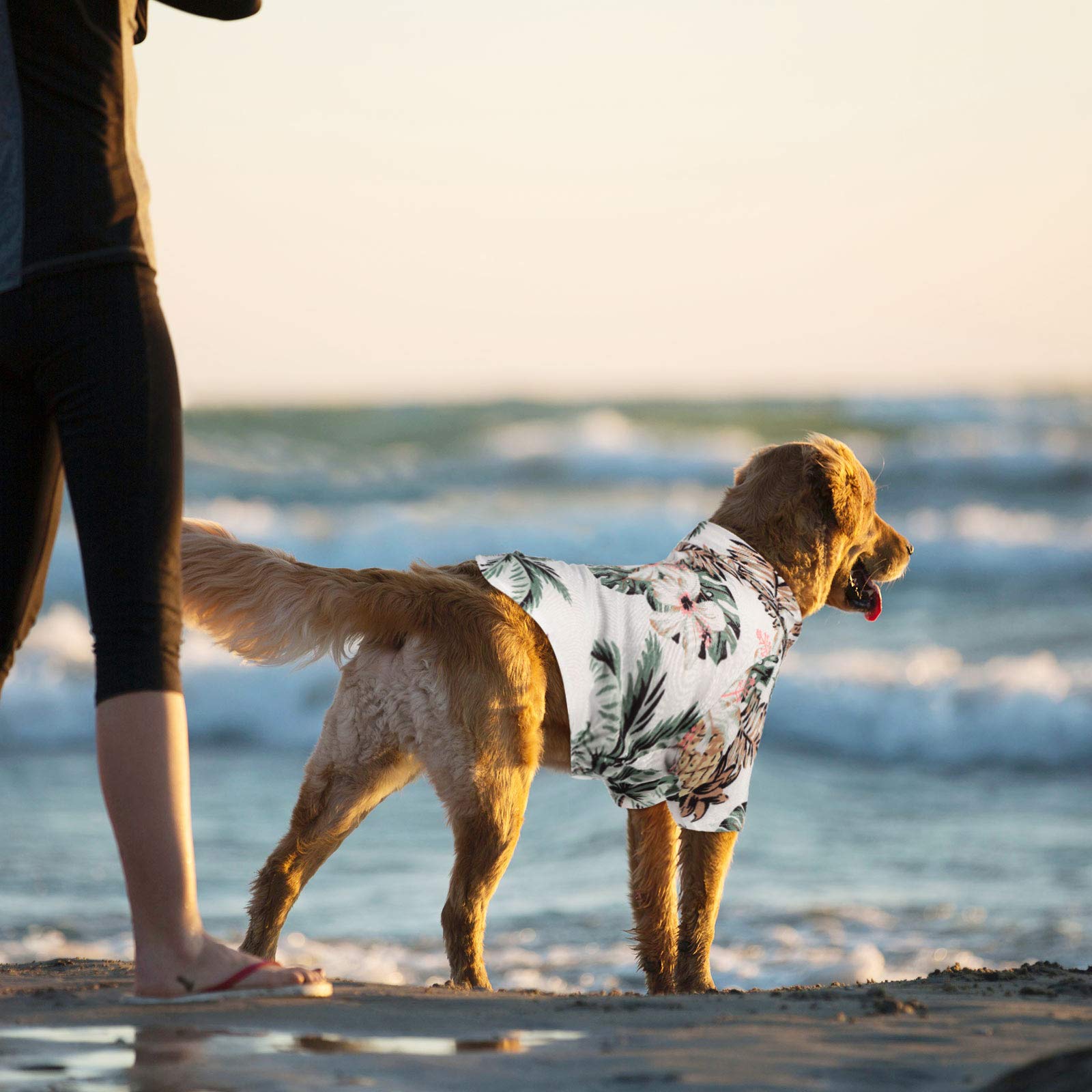 Weewooday camiseta para perro hawaiano piña, añade frescura a los paseos.