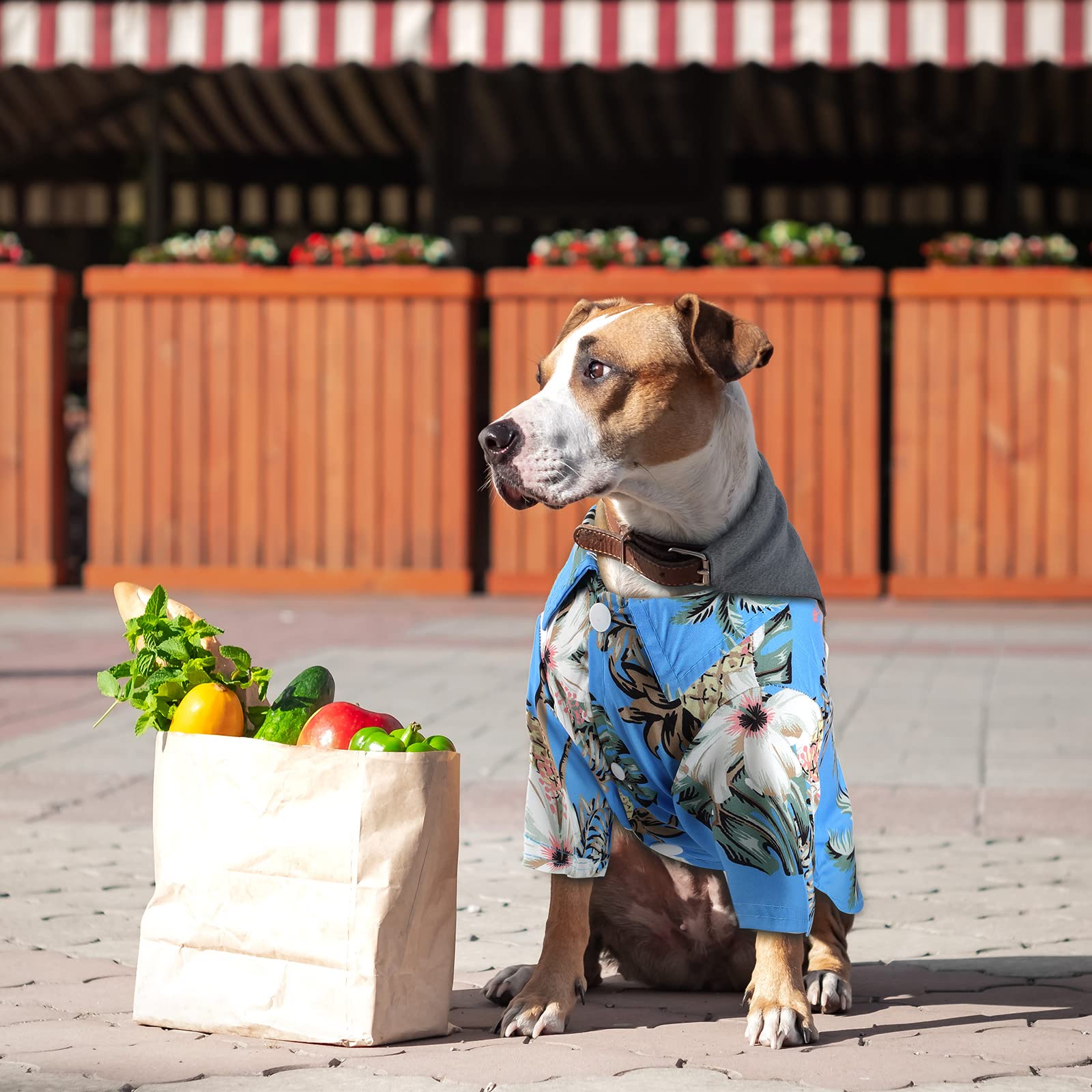Weewooday camiseta perro cierre fácil con botones, vestir sin esfuerzo