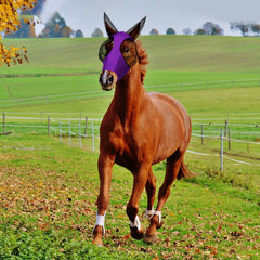 Weewooday máscara para caballos, detalle de malla suave y respirable para comodidad.