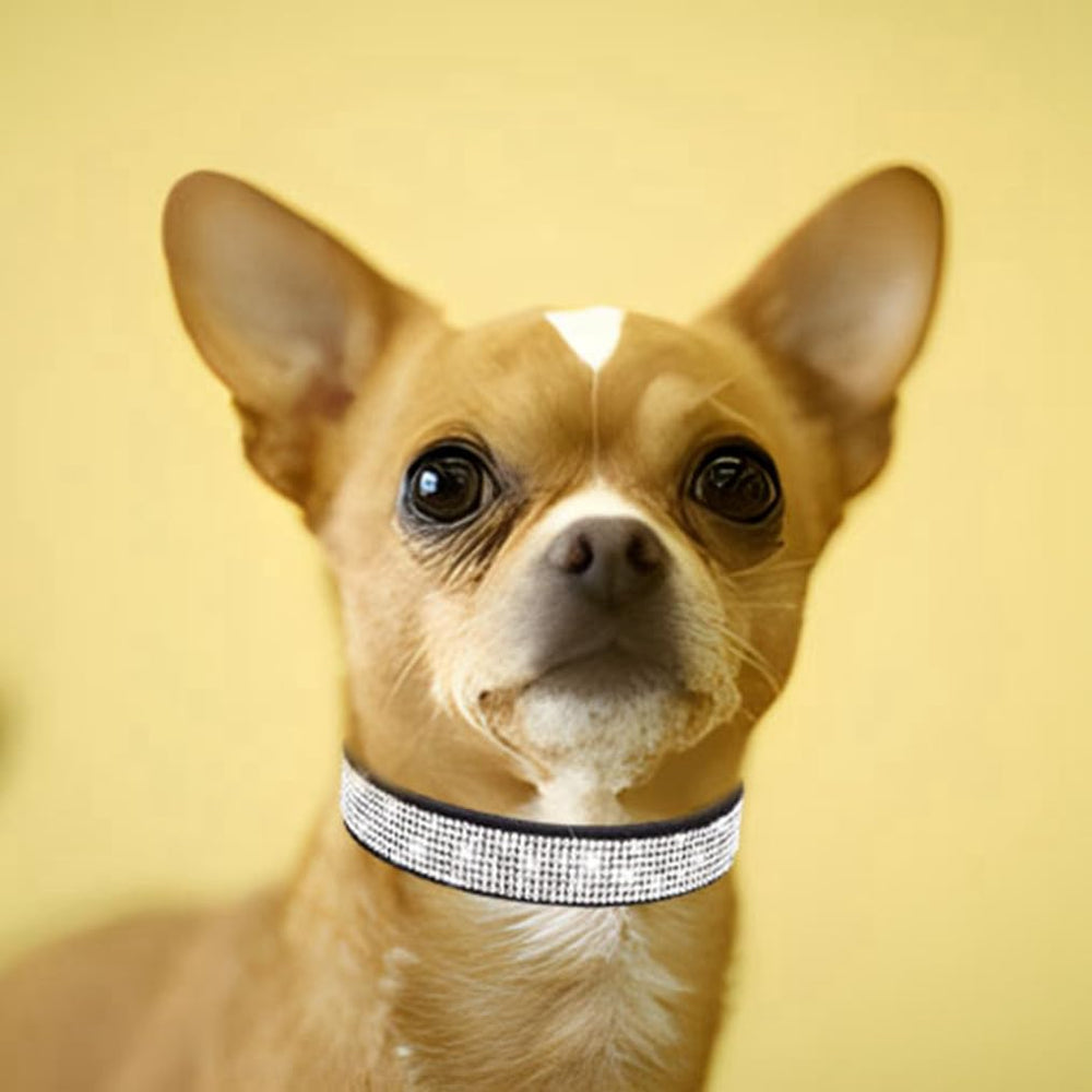WeimoMonkey collar perro con cierre ajustable para mayor seguridad