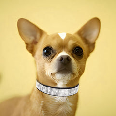 WeimoMonkey collar perro con cierre ajustable para mayor seguridad