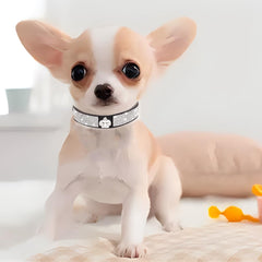 Collar WeimoMonkey con cristales brillantes para momentos especiales en paseos.